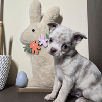 Chihuahua toy cucciolo maschio Merle Lilac 80GG