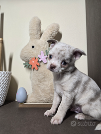 Chihuahua toy cucciolo maschio Merle Lilac 80GG