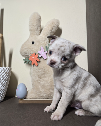 Chihuahua toy cucciolo maschio Merle Lilac 80GG