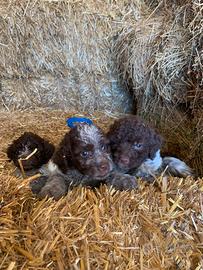 Lagotto romagnolo