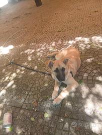 Marrone cucciola femmina