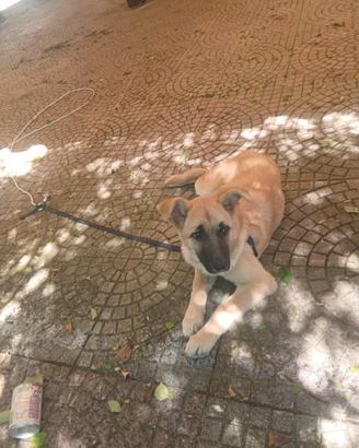 Marrone cucciola femmina