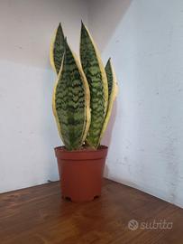 🌿 Sanseveria (Lingua di suocera) - Pianta 

