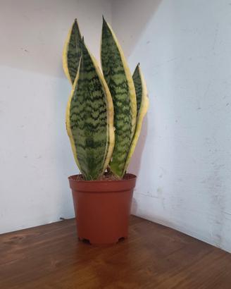 🌿 Sanseveria (Lingua di suocera) - Pianta 

