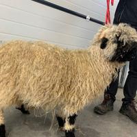 Montone pecora naso nero del Vallese Arr/Arr