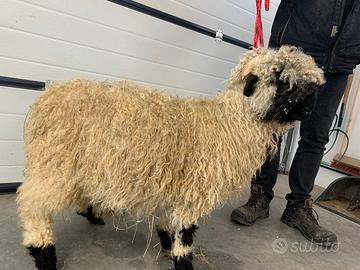 Montone pecora naso nero del Vallese Arr/Arr