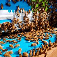 Nuclei di api con arnia e 2 melari