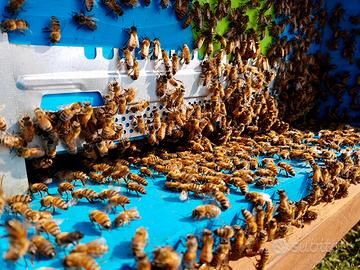 Famiglia di api con arnia e 2 melari