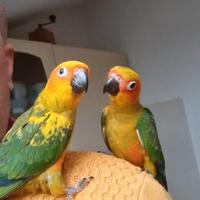 Conuro del sole allevati a mano