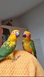 Conuro del sole allevati a mano