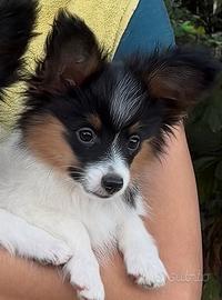 Cucciolo papillon