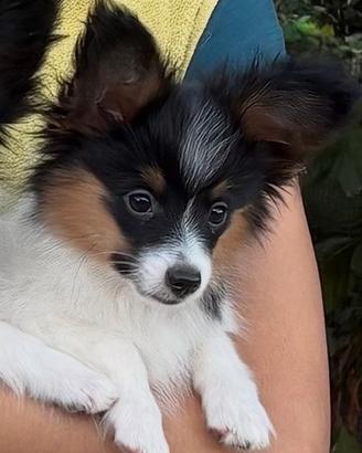 Cucciolo papillon