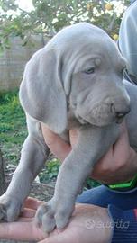 Cuccioli di wimanaremr