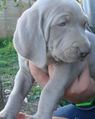 Cuccioli di wimanaremr