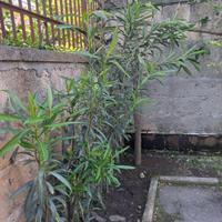 piante di oleandri 