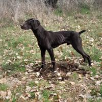 Vendita cane da tartufi