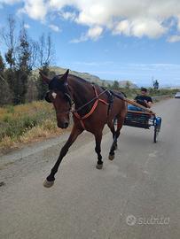 Cavallo castrone da passeggiata