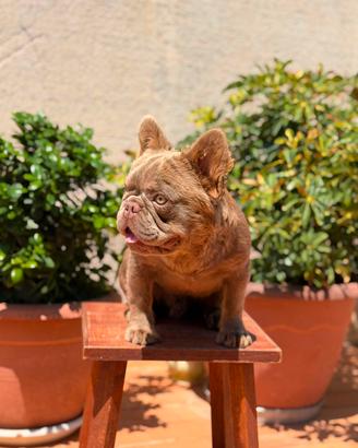 Bulldog francese