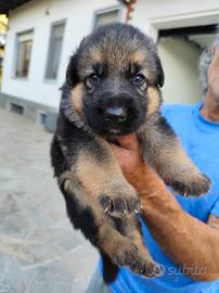 cuccioli di pastore tedesco 