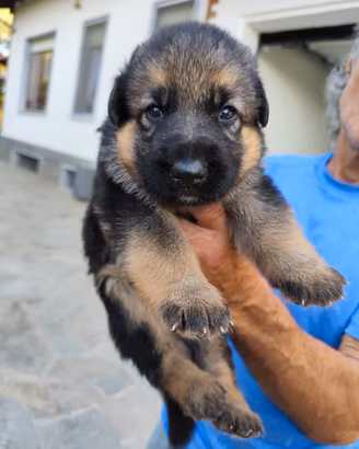 cuccioli di pastore tedesco 