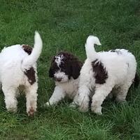 Cucciolo lagotto romagnolo