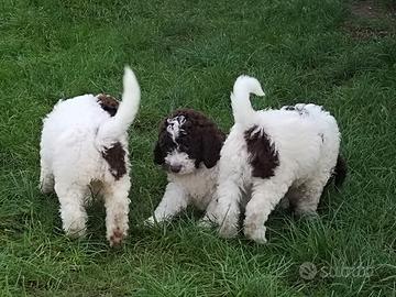 Cucciolo lagotto romagnolo