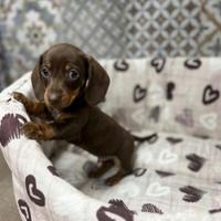 Cuccioli di bassotto mini