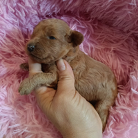 Barboncno Toy con pedigree Enci