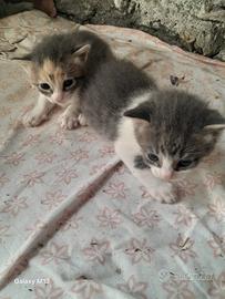 Gattino maschio e gattina femmina