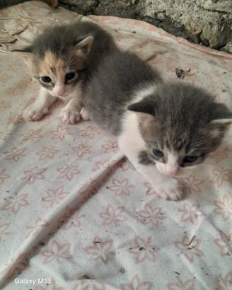Gattino maschio e gattina femmina