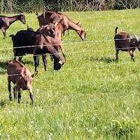 N. 6 capre camosciate delle Alpi