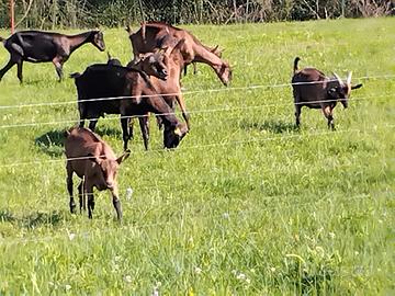 N. 6 capre camosciate delle Alpi