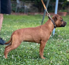 Staffordschire bull terrier