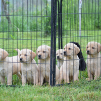 Cuccioli labrador con pedigree ENCI