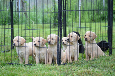 Cuccioli labrador con pedigree ENCI