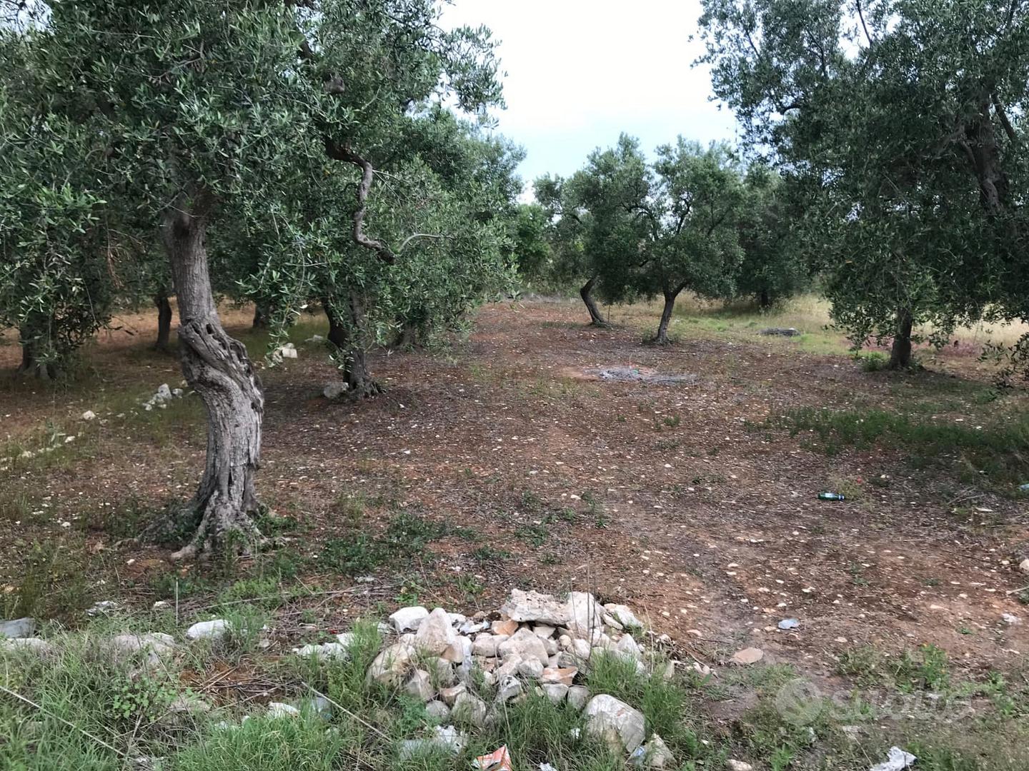 Terreno agricolo Valenzano - Vista 3