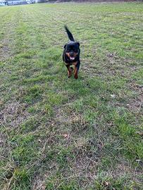 Rottweiler monta maschio con pedigree