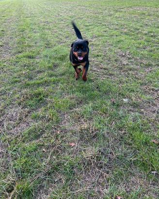 Rottweiler monta maschio con pedigree