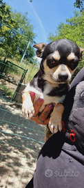 Chihuahua maschio 2 anni