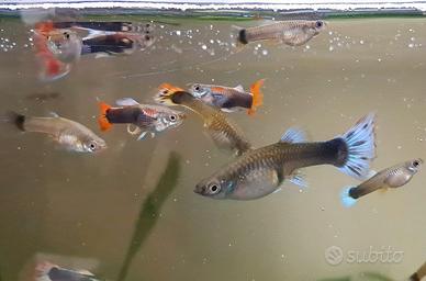 Pesci Guppy