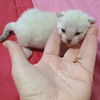 Cuccioli gatto del Bengala