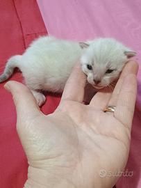 Cuccioli gatto del Bengala