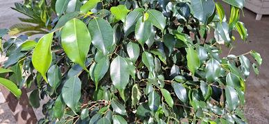 Ficus Benjamin grande e molto folto - H 160 cm cir
