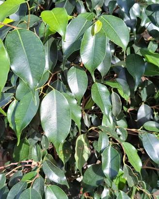 Ficus Benjamin grande e molto folto - H 160 cm cir
