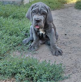 Mastino napoletano