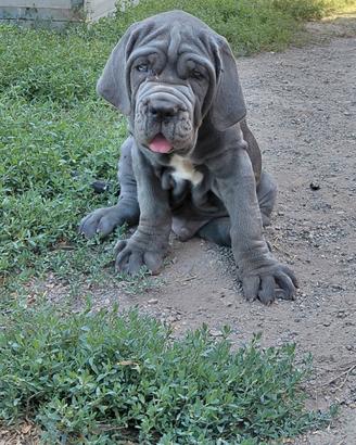 Mastino napoletano