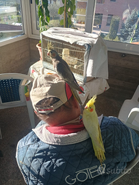 Pappagalli Calopsite allevati a mano