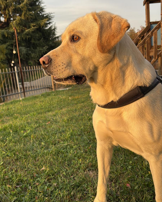 Labrador da monta