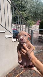 Cuccioli di pitbull