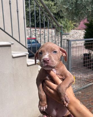 Cuccioli di pitbull